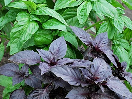 Mixed basil seeds growing guide