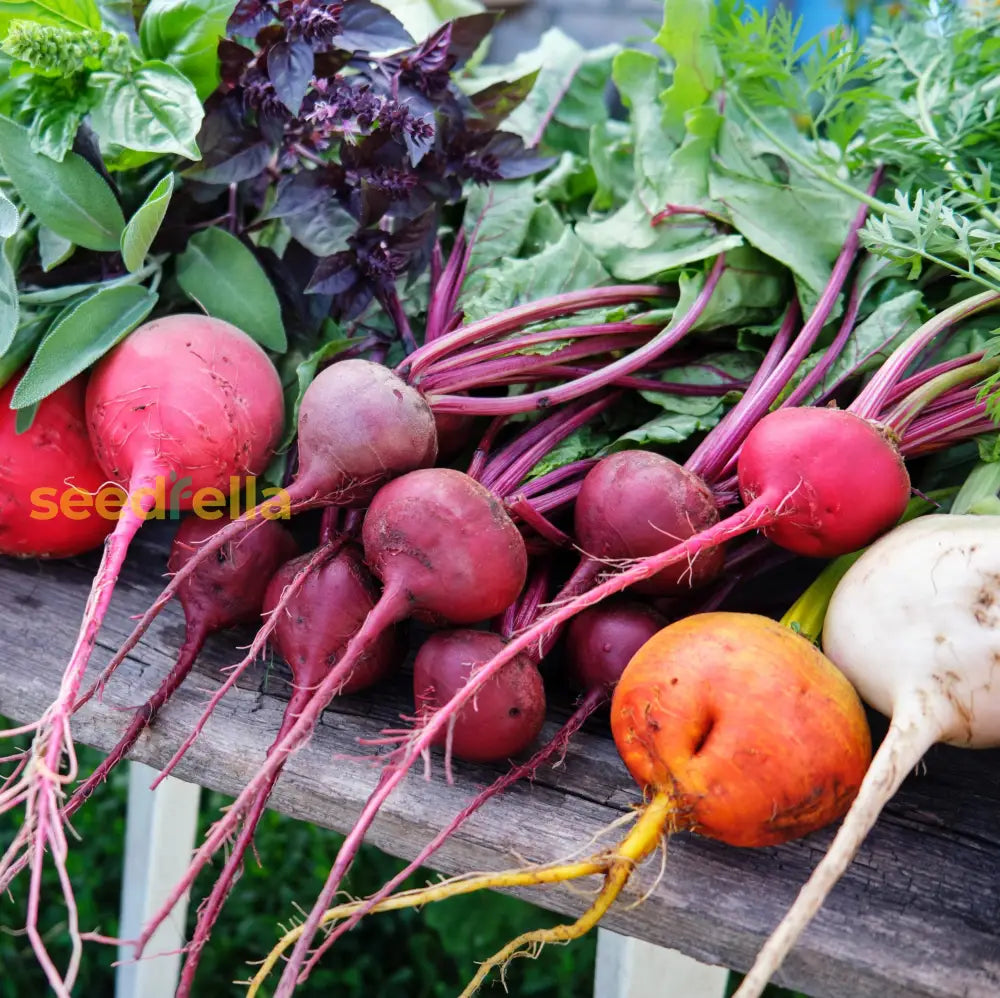 Mixed Beetroot Seeds - Cultivate A Nutritious Harvest