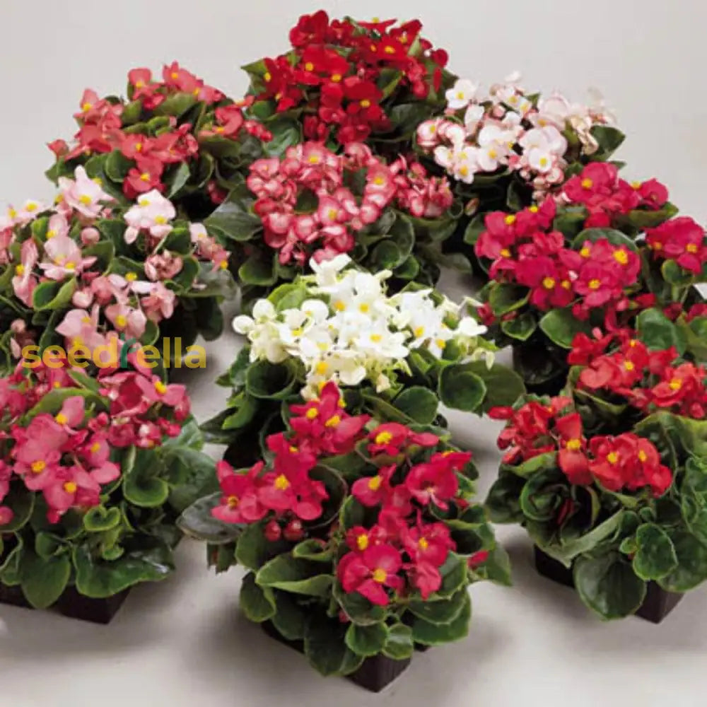 Mixed Begonia Flower Seeds For Planting