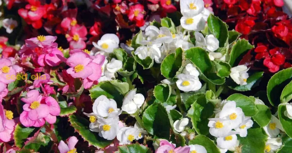 Mixed Begonia Flower Seeds For Planting