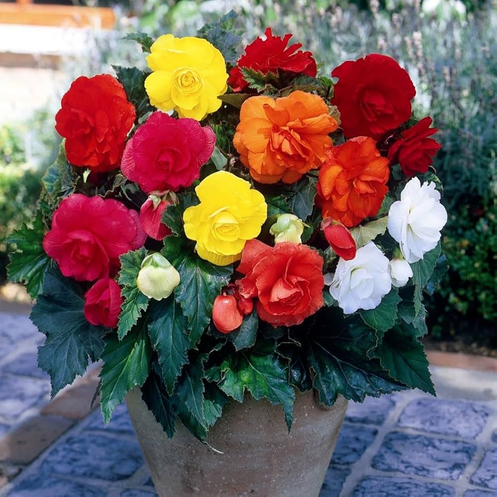 Mixed Begonia flower seeds for colorful garden planting
