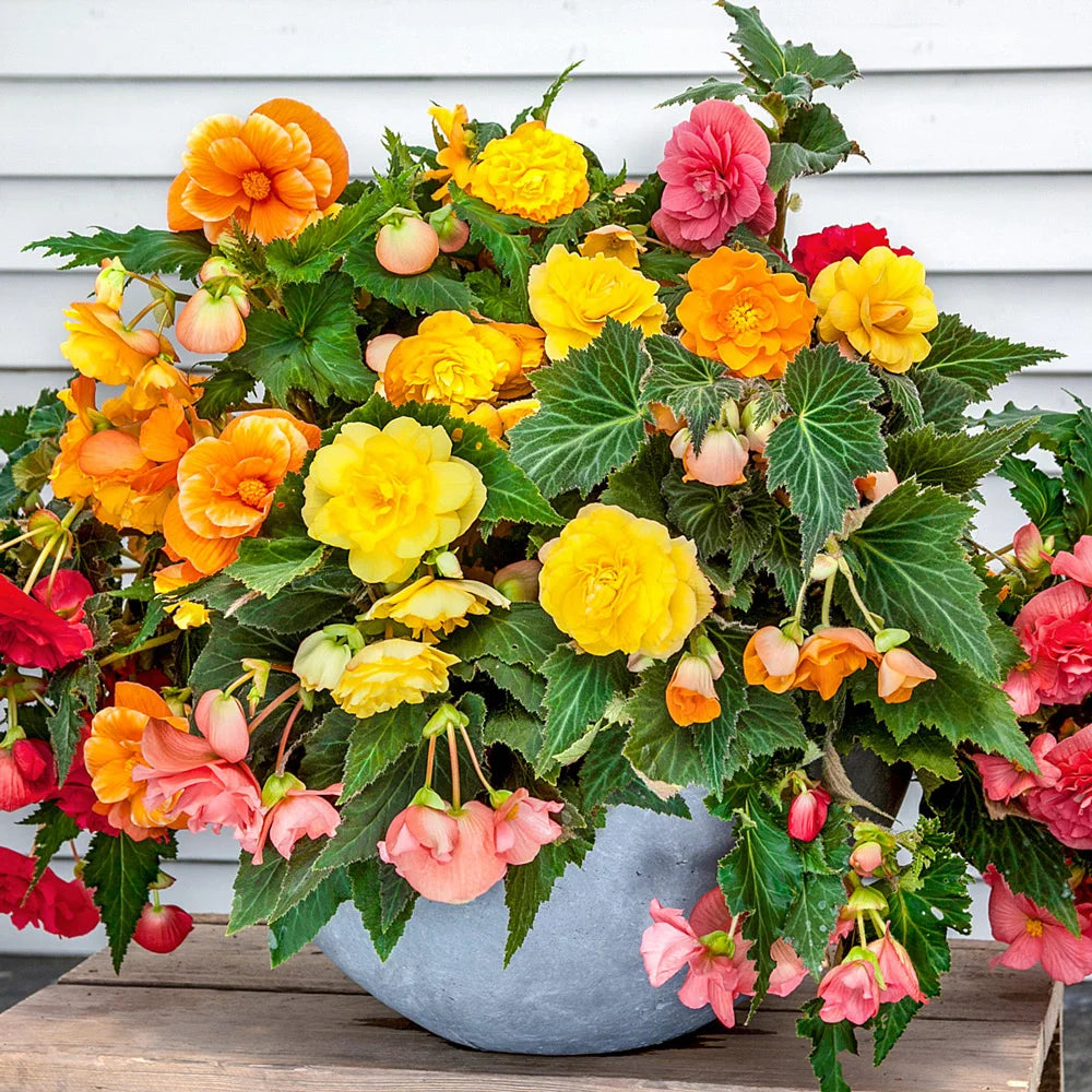 Mixed Begonia seeds for borders and containers

