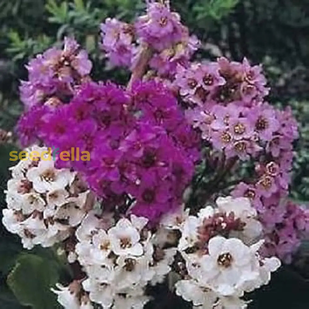 Mixed Bergenia Cordifolia Flower Planting Seeds - Perennial For Vibrant Garden Blooms