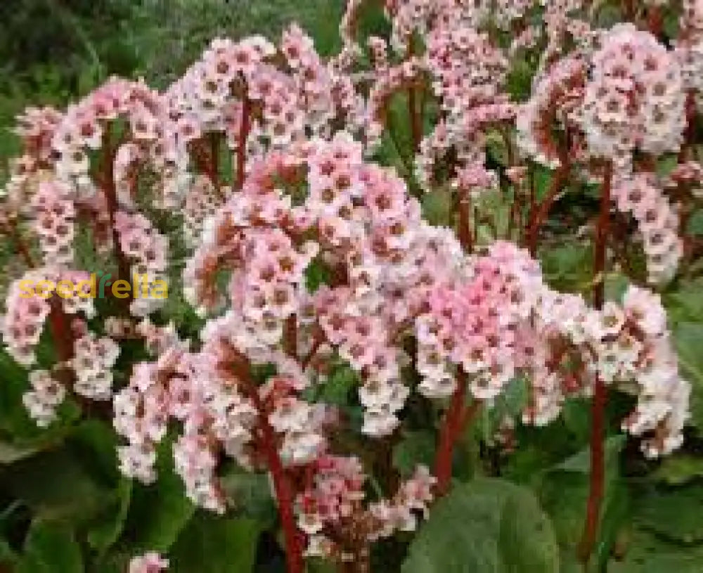 Mixed Bergenia Cordifolia Flower Planting Seeds - Perennial For Vibrant Garden Blooms