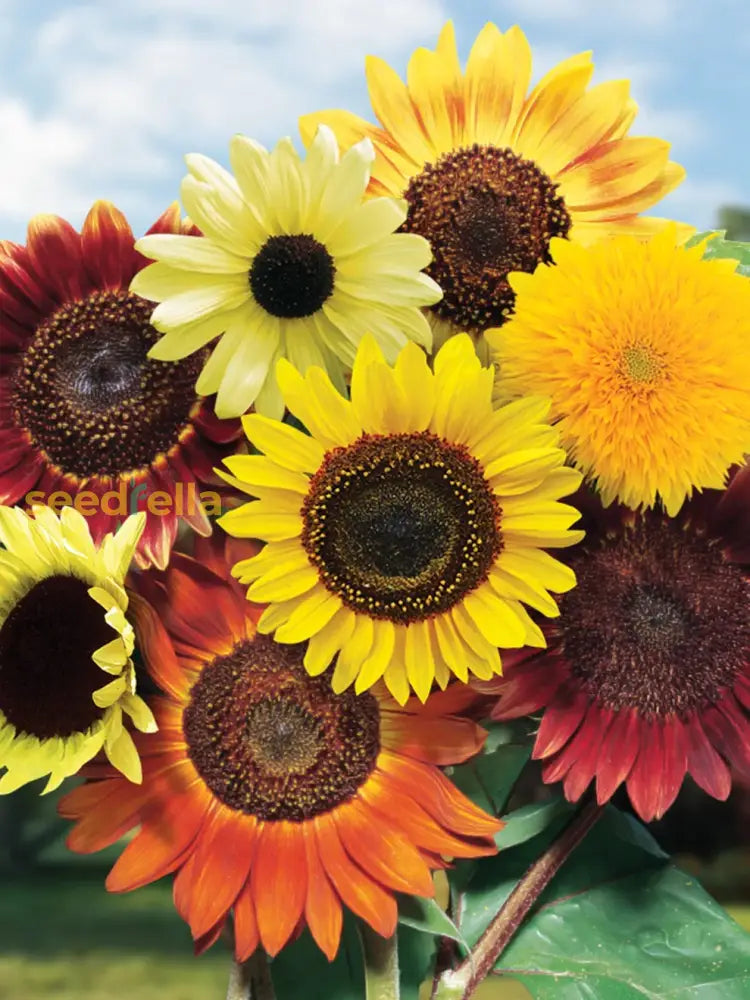 Mixed Blanket Sunflower Seeds For Planting - Vibrant Garden Blooms Flower