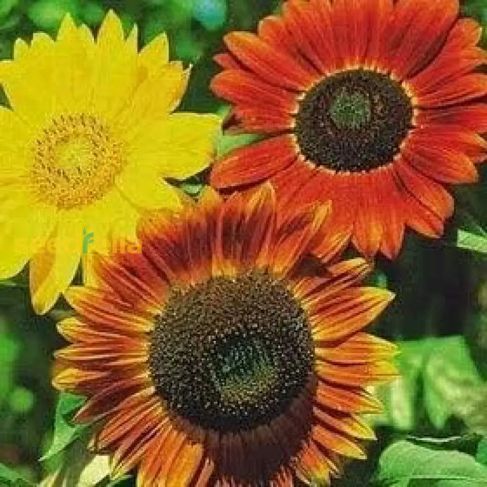 Mixed Blanket Sunflower Seeds For Planting - Vibrant Garden Blooms Flower