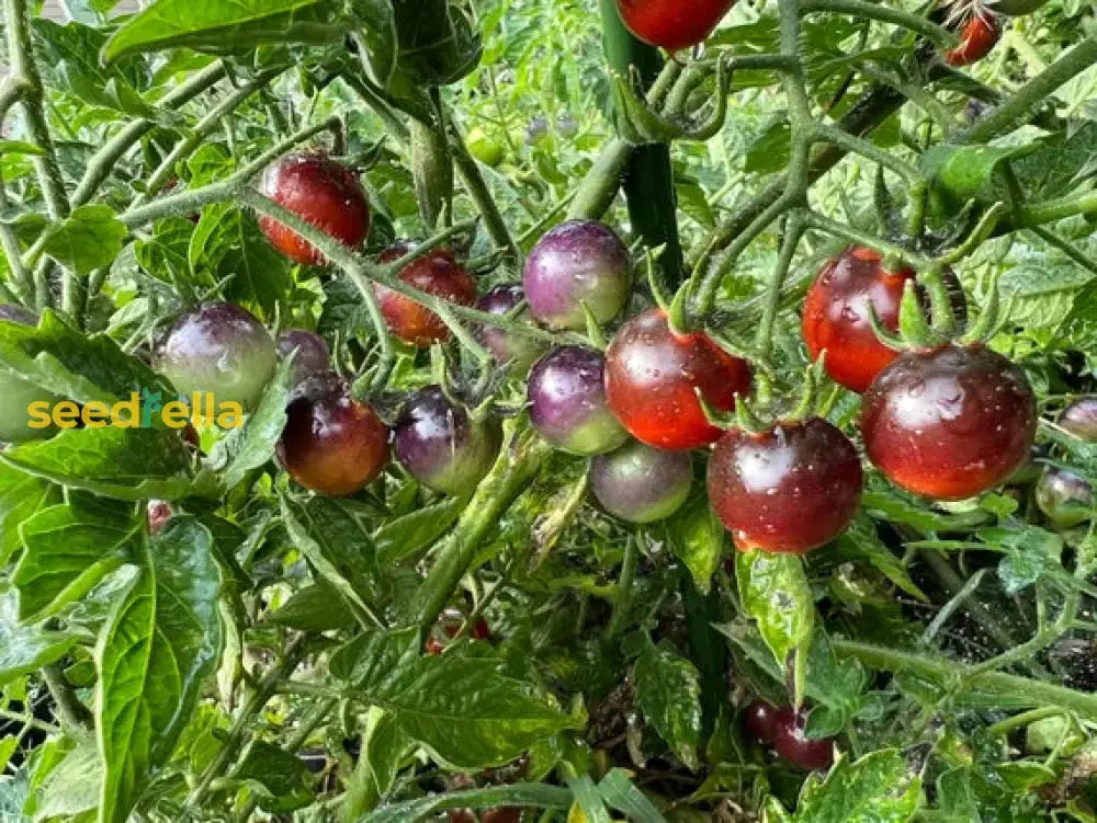 Mixed Blueberries Tomato Seeds For Planting Vegetable Seeds