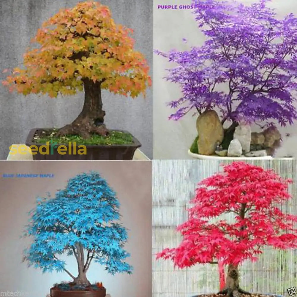 Mixed Bonsai Tree Seeds For Easy Home Planting Plant Seeds