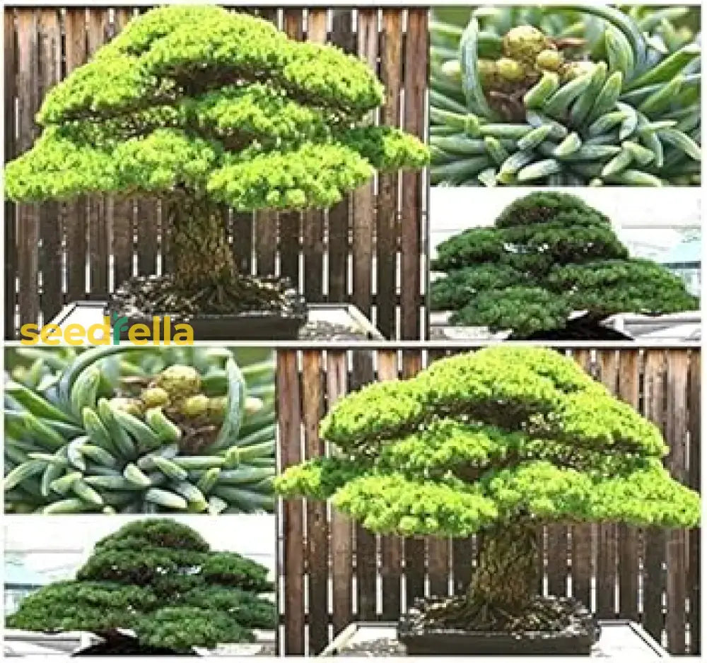 Mixed Bonsai Tree Seeds For Easy Home Planting Plant Seeds