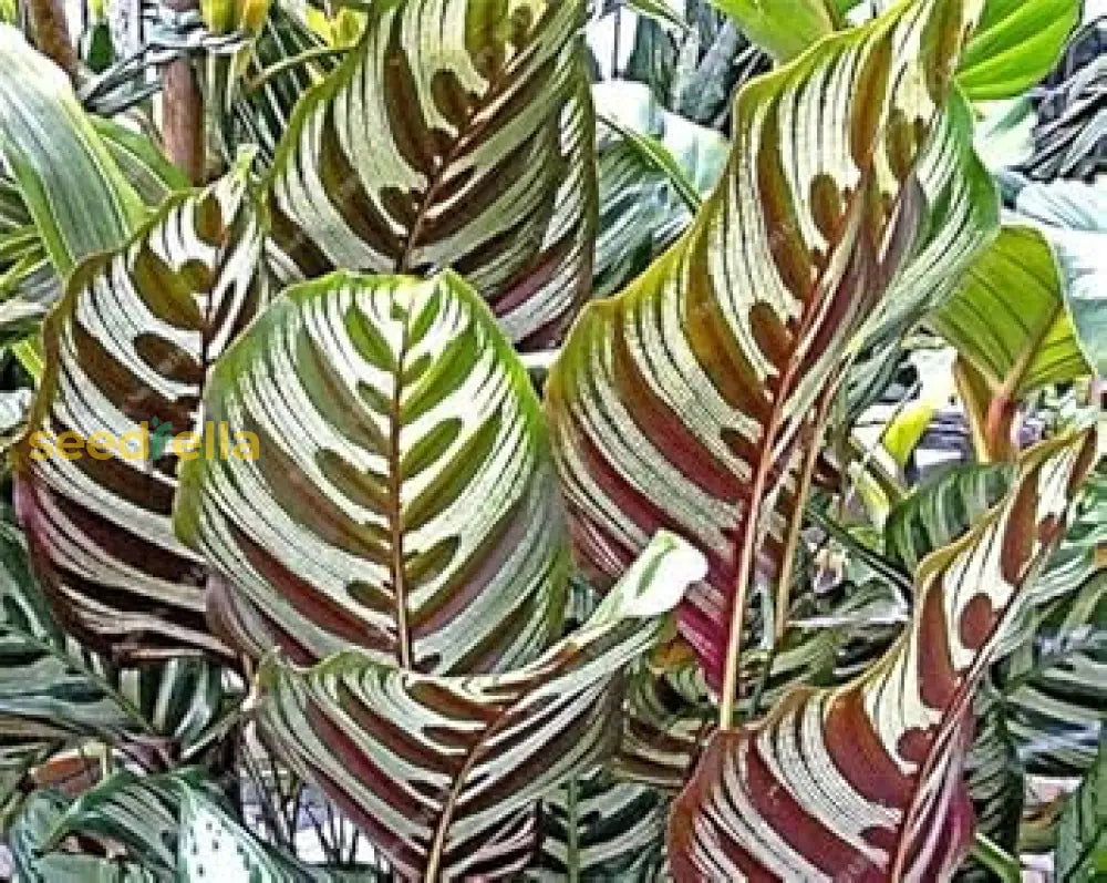 Mixed Calathea Plant Seeds For Easy Planting Seeds