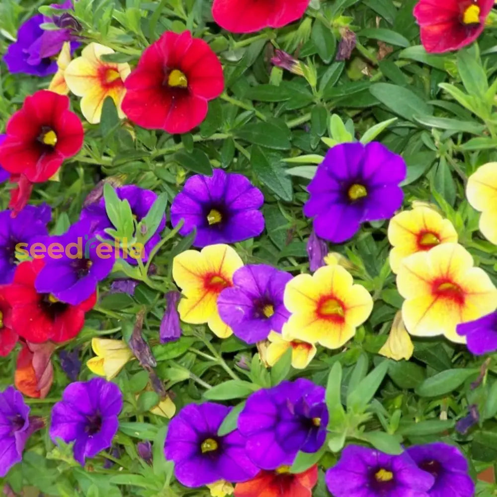 Mixed Calibrachoa Seeds Million Bells Ornamental Low Growing Hanging Baskets Containers Garden Beds