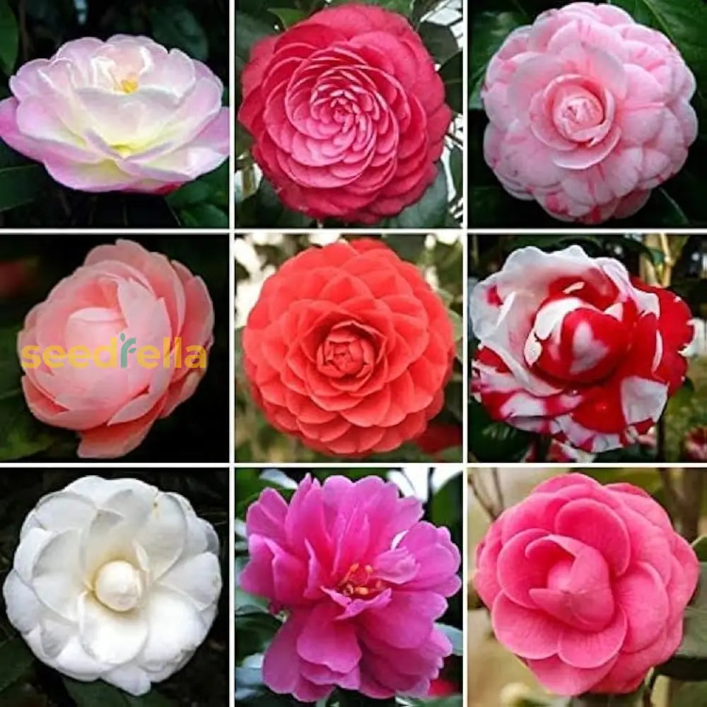 Mixed Camellia Flower Seeds Planting Kit For Garden Enthusiasts