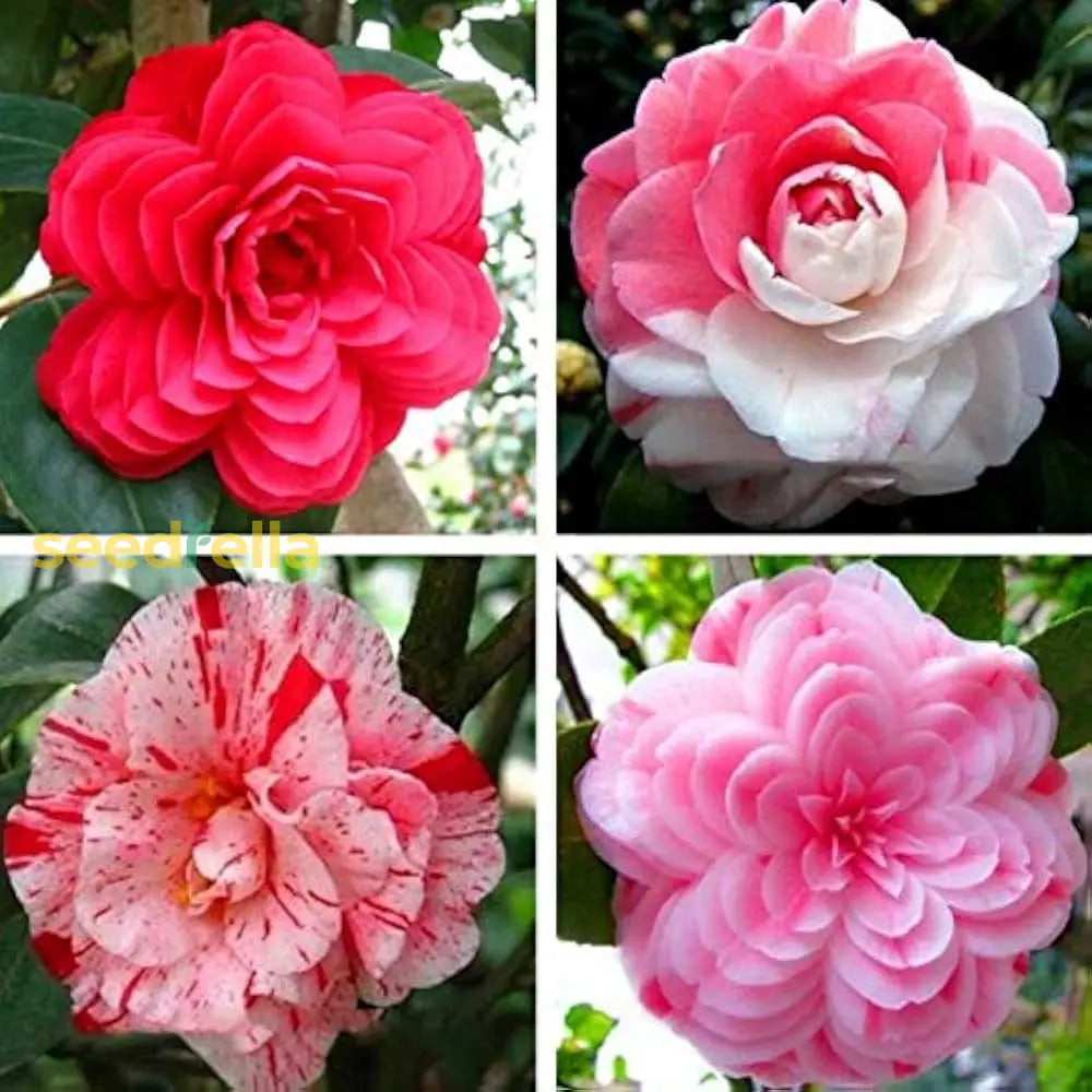 Mixed Camellia Flower Seeds Planting Kit For Garden Enthusiasts