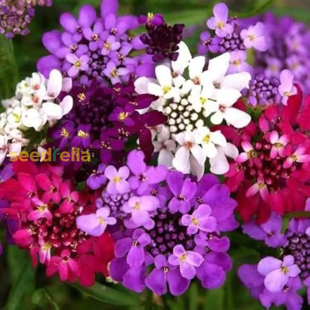 Mixed Candytuft Flower Seeds Collection For Planting