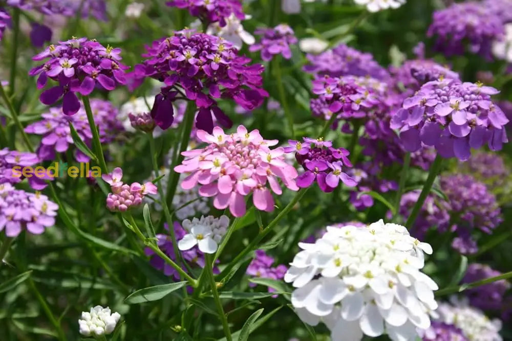 Mixed Candytuft Flower Seeds Collection For Planting