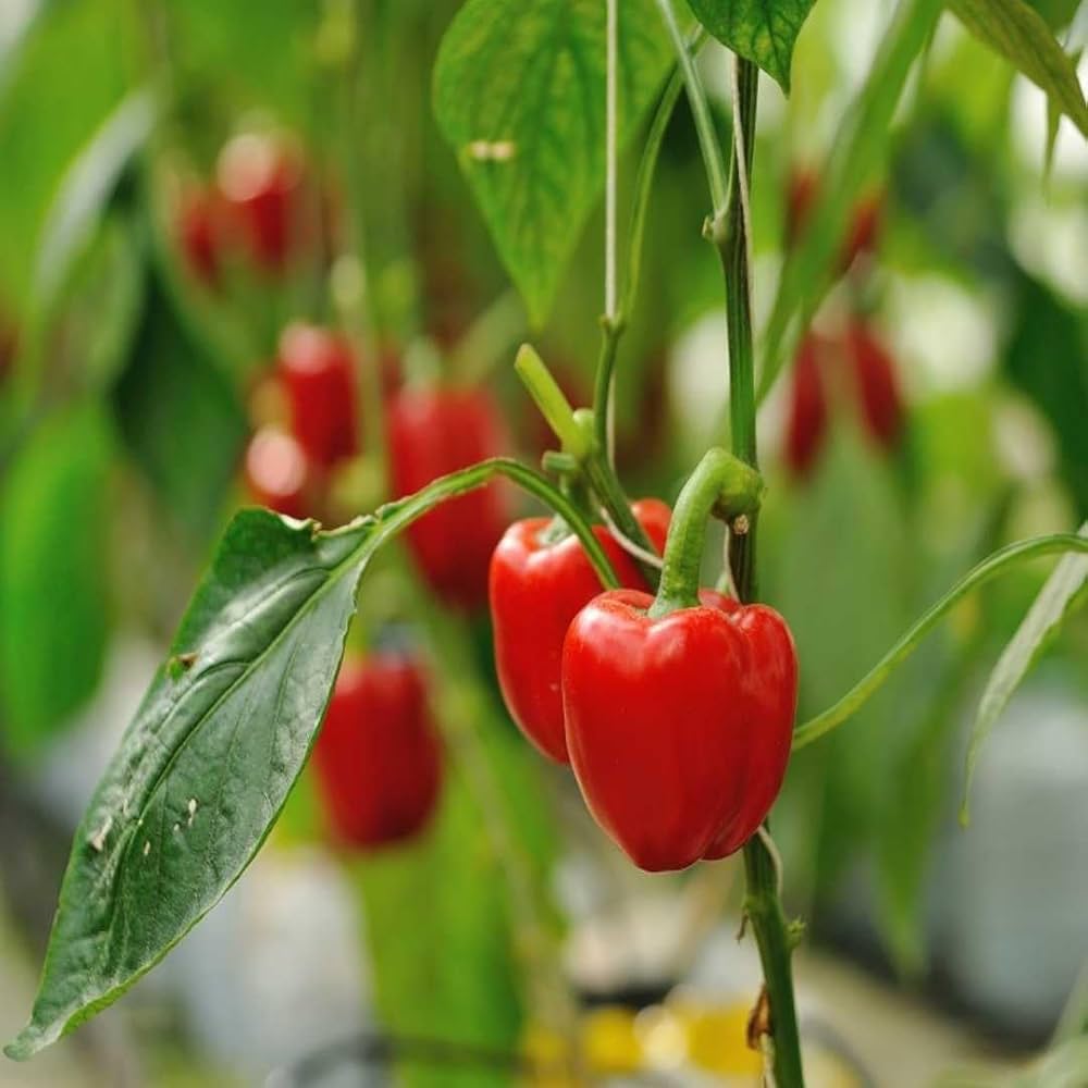 Mixed capsicum peppers ripening on the plant