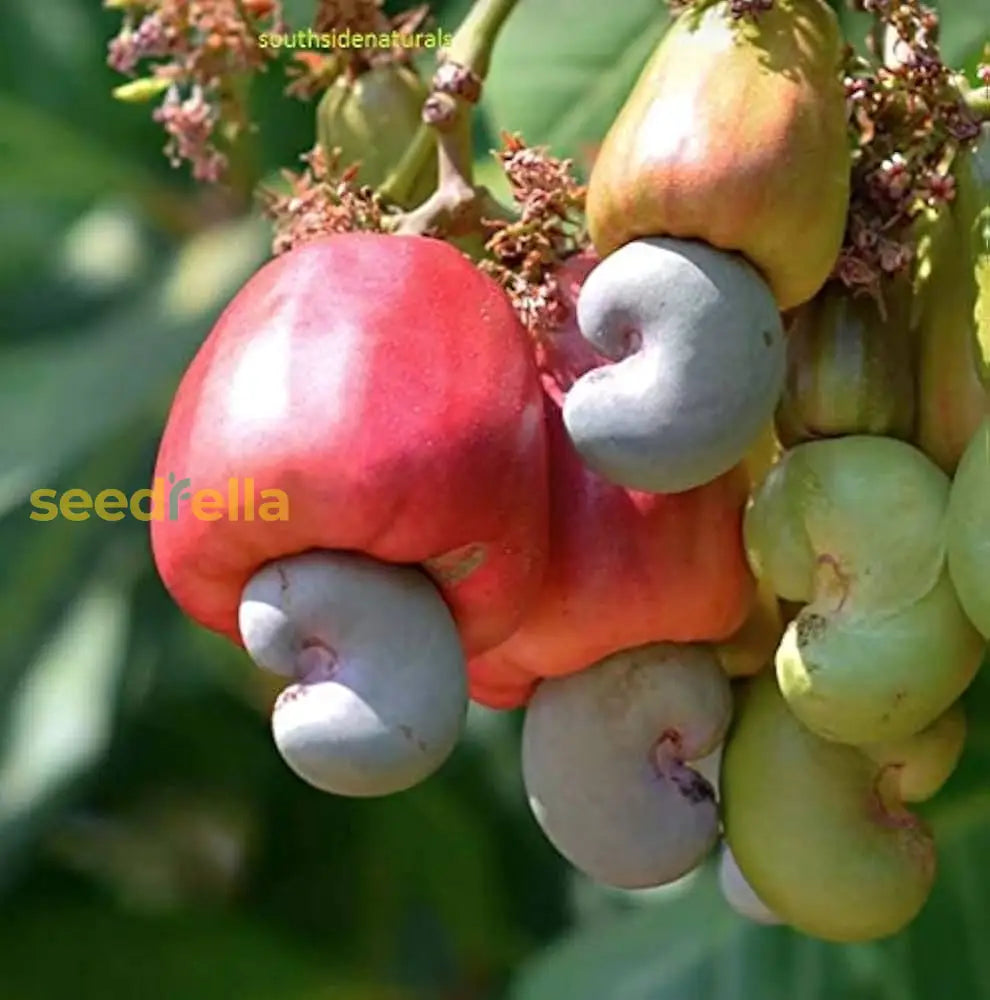 Mixed Cashew Tree Seeds For Planting - Nutty Flavor!