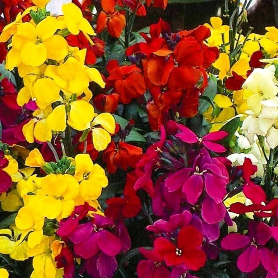 Mixed Cheiranthus Cheiri Flower Seeds