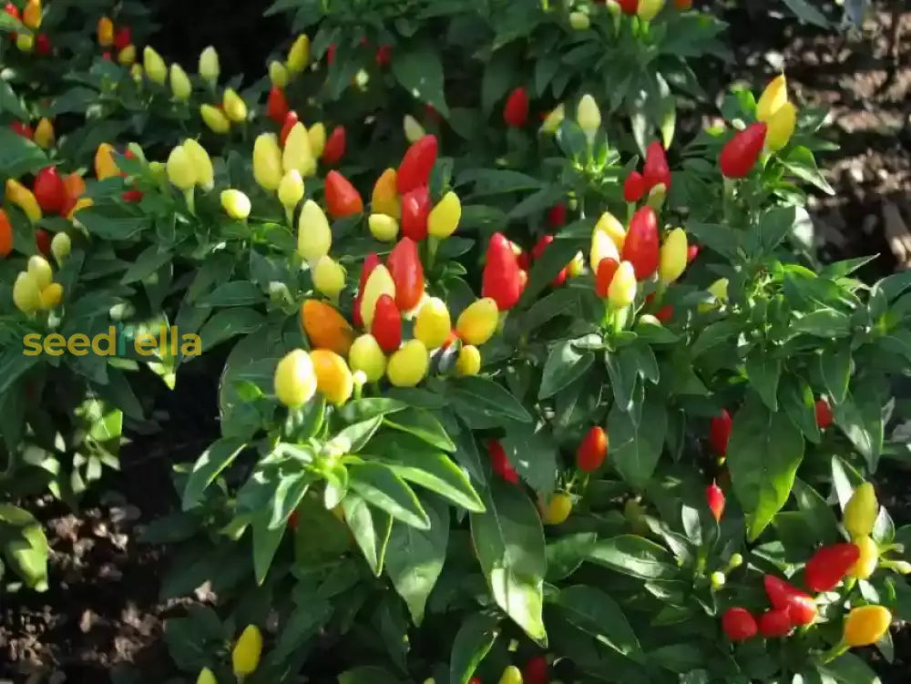 Mixed chili plants growing in home garden