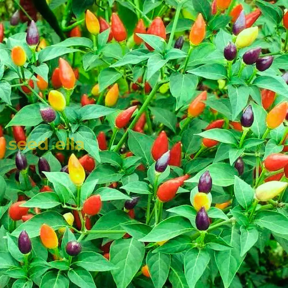 Mixed Chili Vegetable Planting Seeds Seeds