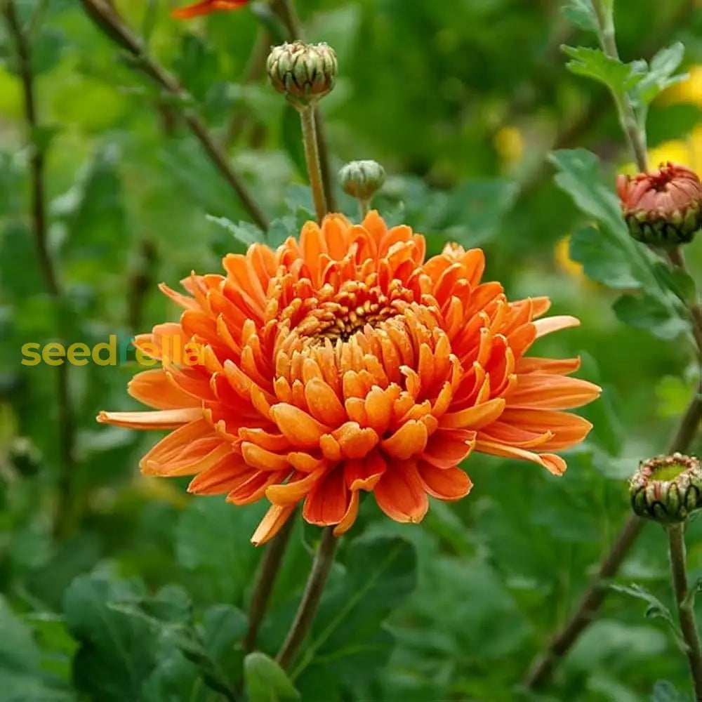 Mixed Chrysanthemum Flower Seeds
