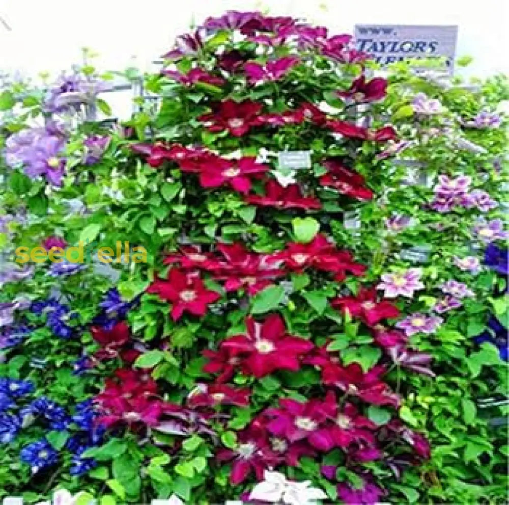 Mixed Clematis Flower Seeds For Planting - Enhance Your Gardenâ€™s Vertical Beauty