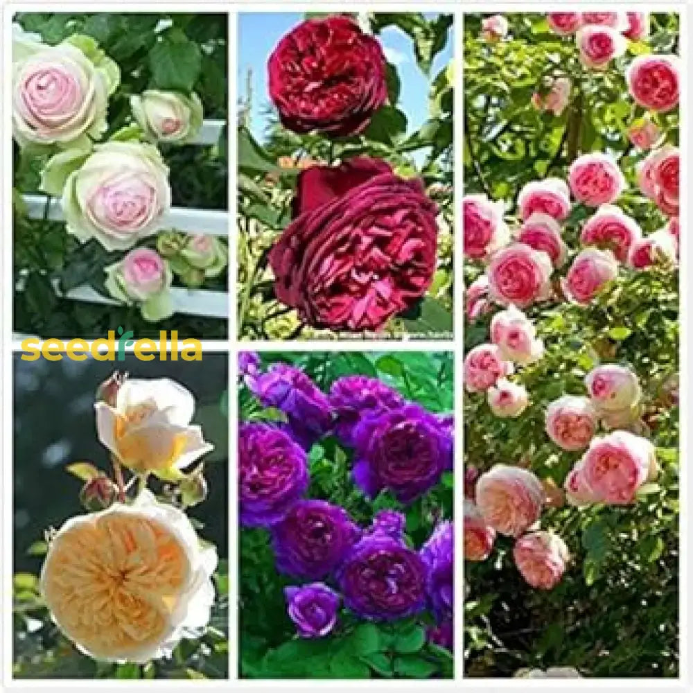 Mixed Climbing Rose Seeds For Beautiful Garden Planting Flower