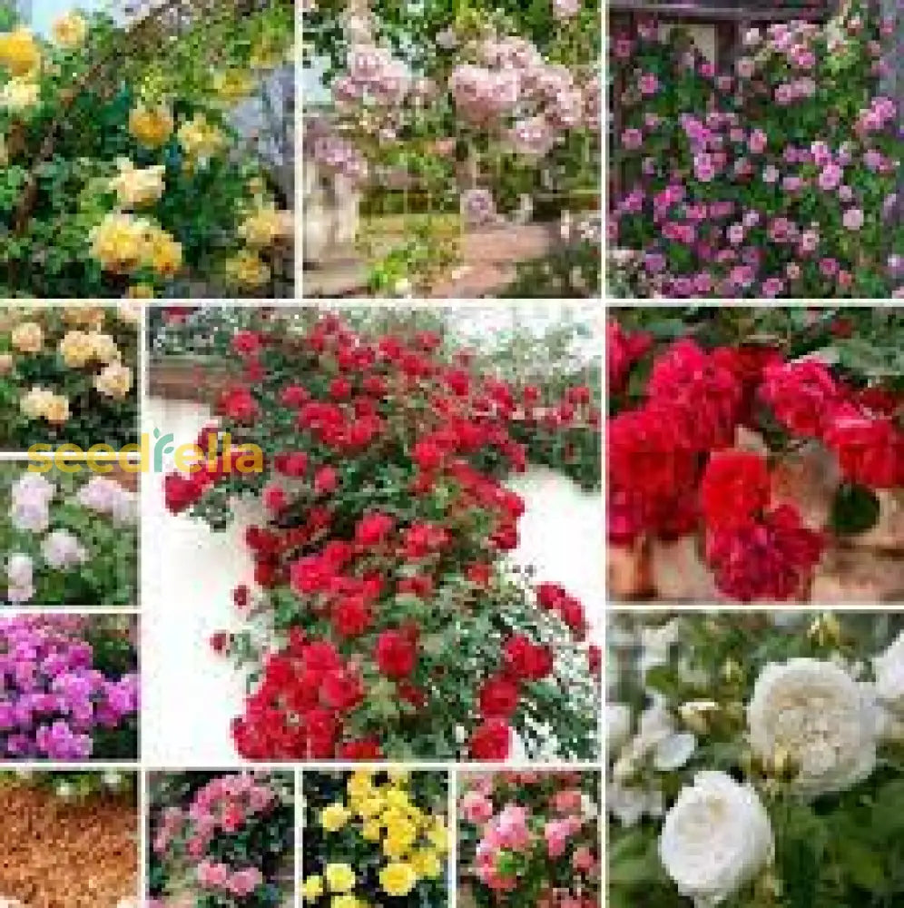 Mixed Climbing Rose Seeds For Beautiful Garden Planting Flower