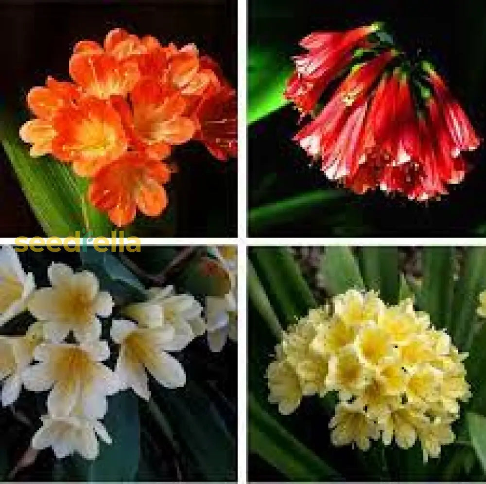 Mixed Clivia Flower Seeds For Planting - Vibrant Perennial Blooms