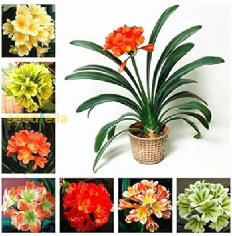 Mixed Clivia Flower Seeds For Planting - Vibrant Perennial Blooms