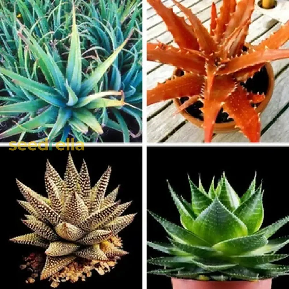 Mixed Color Aloe Vera Seeds For Planting & Gardening