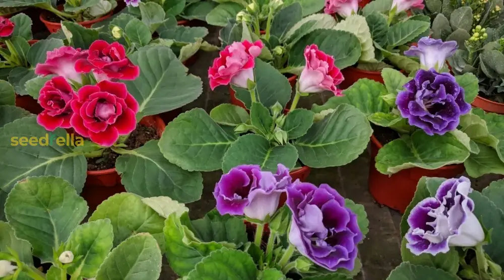 Mixed Color Brazilian Gloxinia Seeds - Perfect For Planting