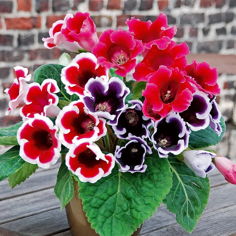 Mixed Color Brazilian Gloxinia Seeds for Planting