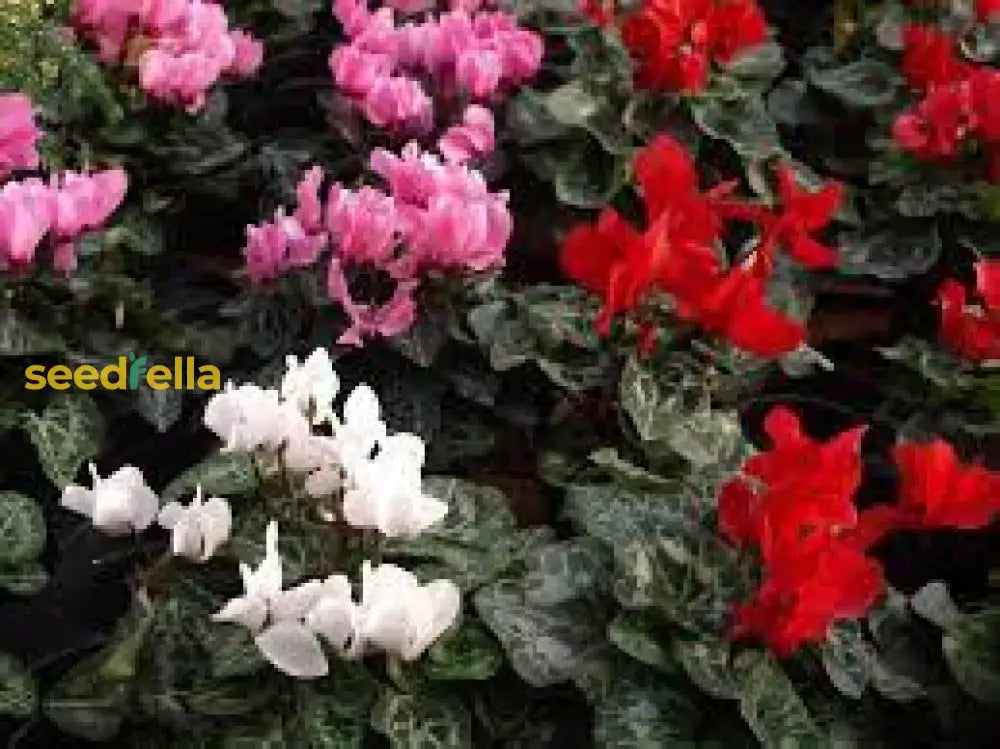 Mixed Color Cyclamen Seeds For Planting  Vibrant Flower Your Garden