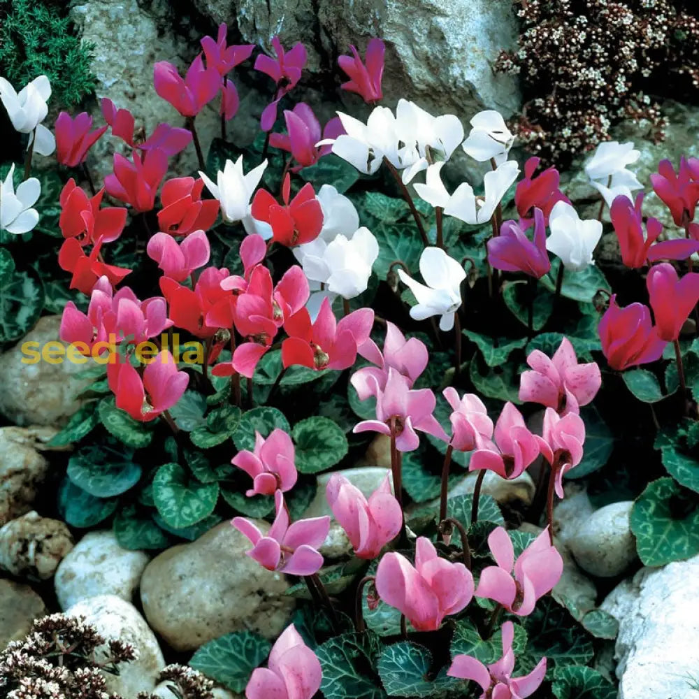 Mixed Color Cyclamen Seeds For Planting  Vibrant Flower Your Garden