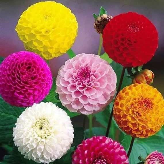 Mixed Color Dahlia Flower Seeds for Planting