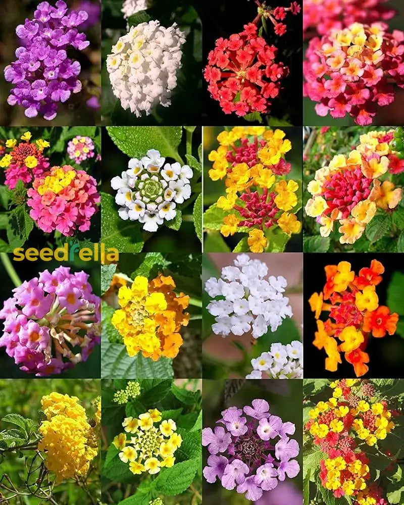 Mixed-Color Lantana Seeds For Planting Flower