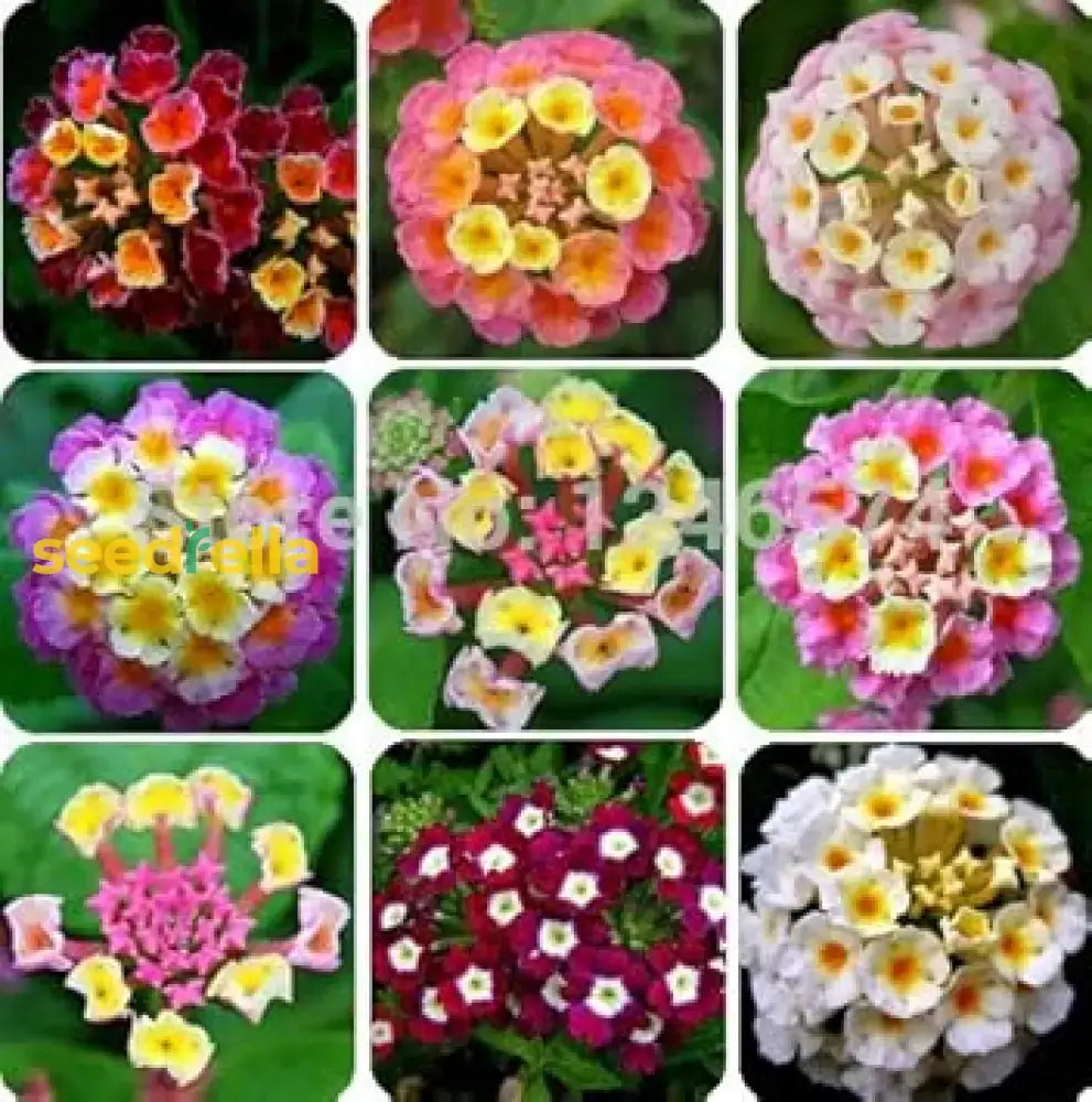 Mixed-Color Lantana Seeds For Planting Flower