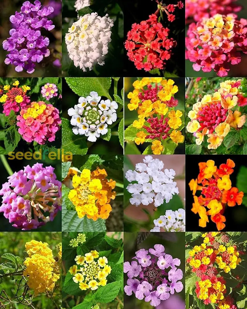 Mixed-Color Lantana Seeds For Planting Flower