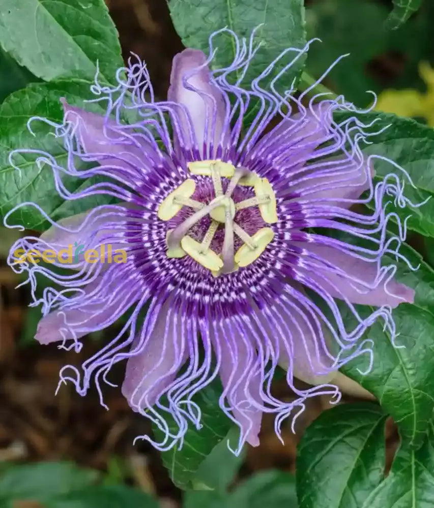 Mixed Color Passion Flower Seeds For Planting - Add Exotic Beauty To Your Collection