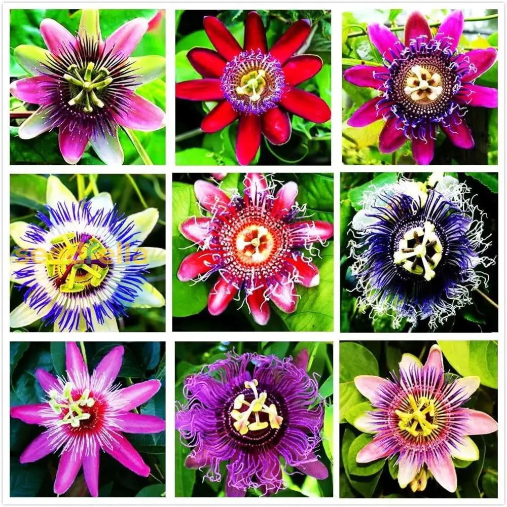 Mixed Color Passion Flower Seeds For Planting - Create A Vibrant Garden Display