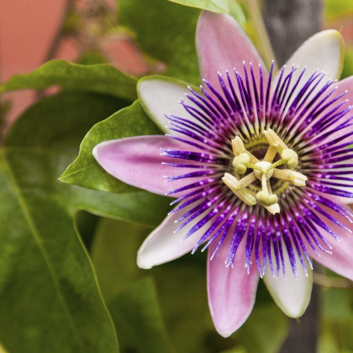 Mixed Color Passion Flower Seeds for Planting