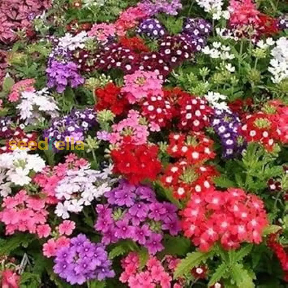 Mixed-Color Verbena Flower Seeds For Planting