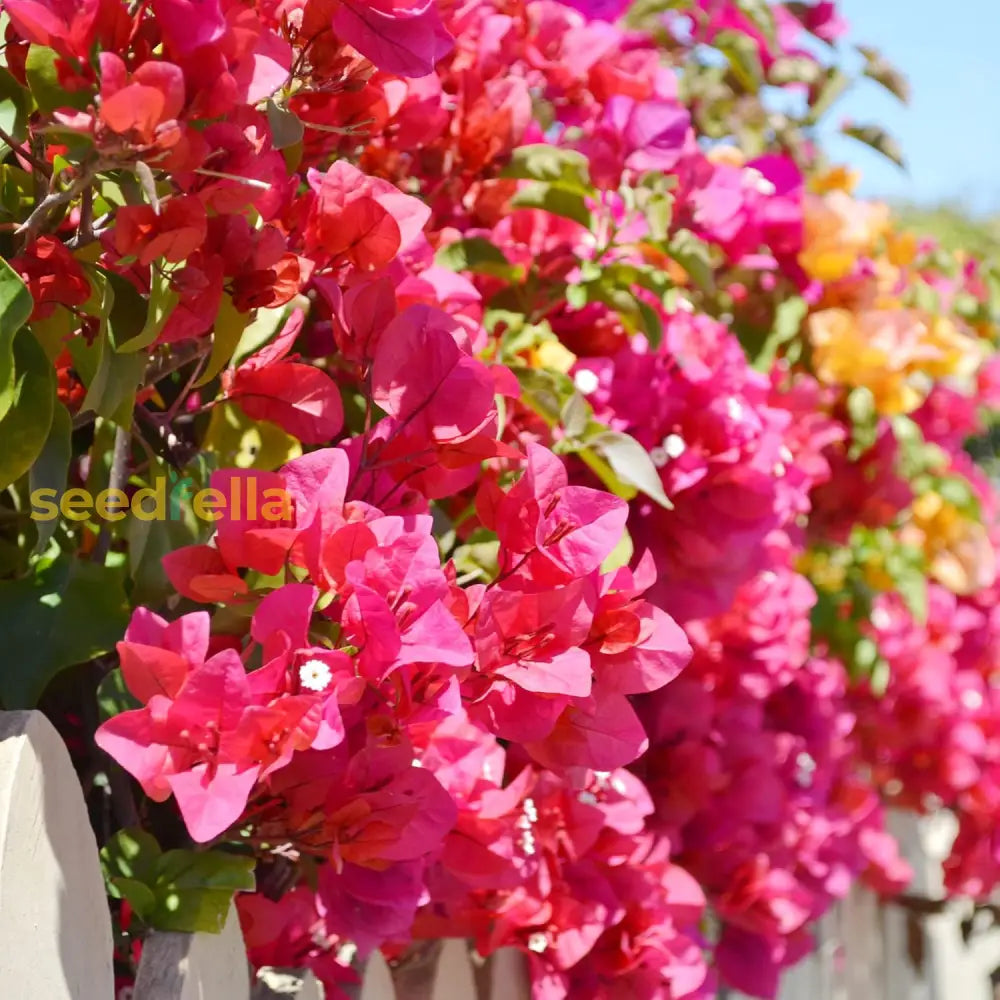 Mixed Colors Bougainvillea Seeds Perennial Ornamental Low Maintenance Fast-Growing Drought Tolerant