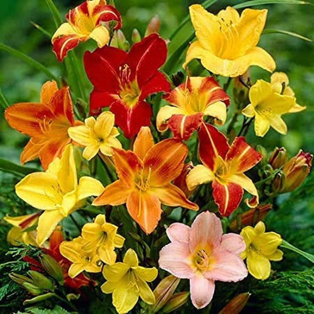 Mixed Colors Daylily Hemerocallis Seeds for Planting