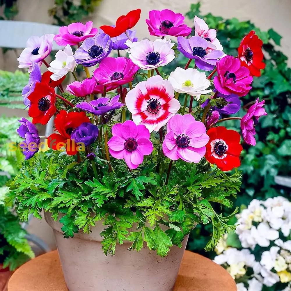 Mixed Colour Anemone Seeds For Planting - Beautiful Flower Display