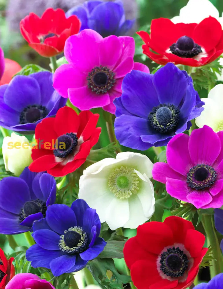 Mixed Colour Anemone Seeds For Planting - Beautiful Flower Display