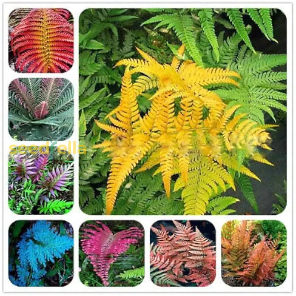 Mixed Colour Fern Seeds For Planting Plant Seed