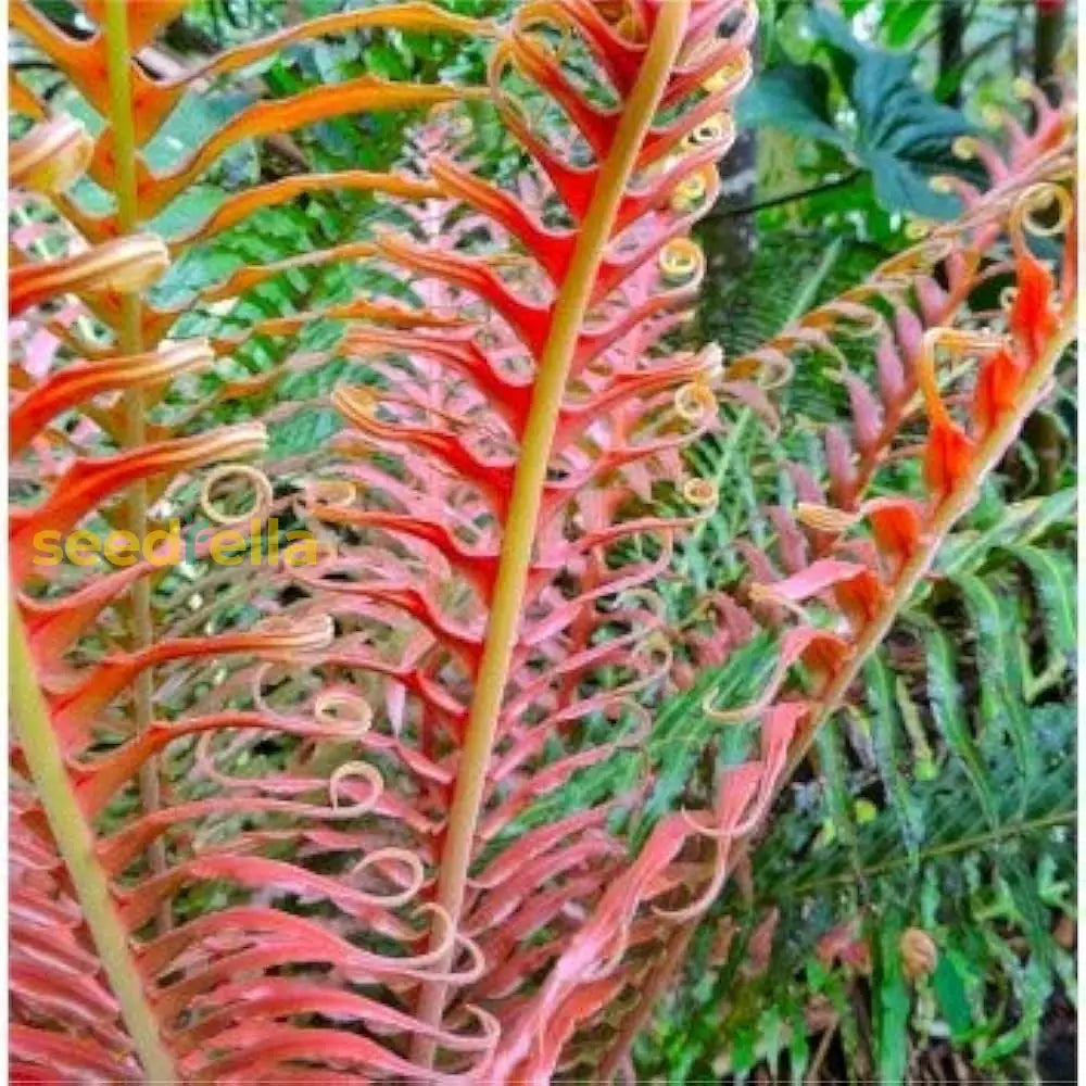 Mixed Colour Fern Seeds For Planting Plant Seed