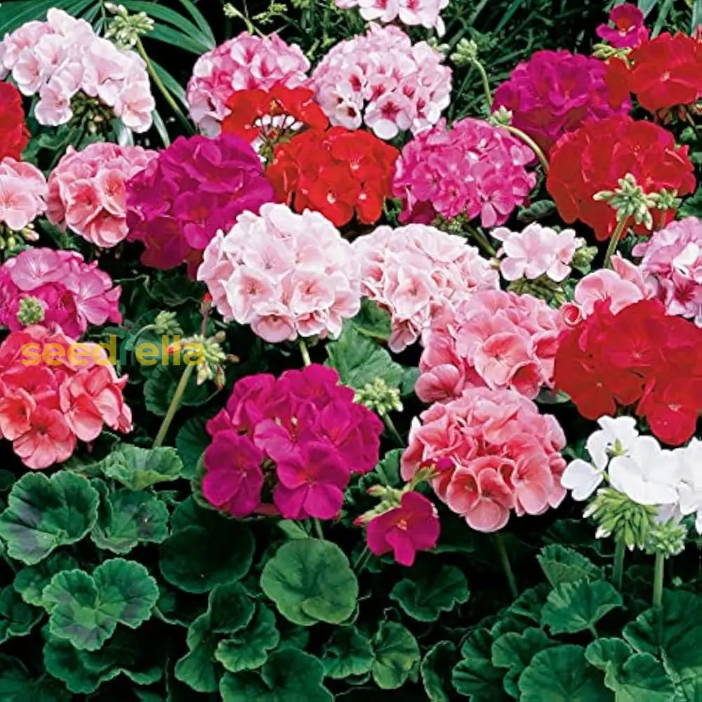 Mixed Colour Geranium Pelargonium Seeds For Planting Flower